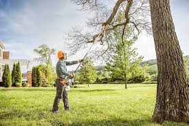 Best Root Management and Removal  in Chase City, VA
