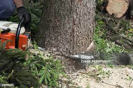 Best Hazardous Tree Removal  in Chase City, VA