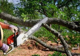Best Commercial Tree Services  in Chase City, VA