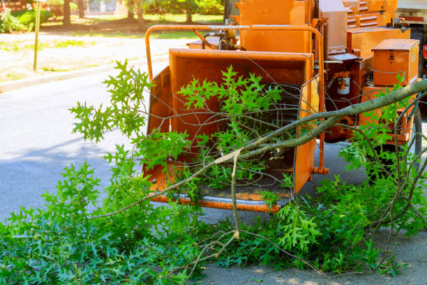 Best Storm Damage Tree Cleanup  in Chase City, VA