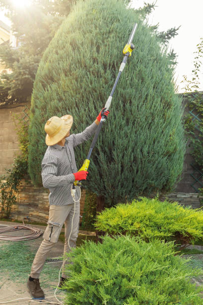 Best Lawn Disease Treatment  in Chase City, VA